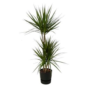 Combi Deal: Dracaena Marginata Kamerplant inclusief elho Greenville Round zwart - Hoogte 120cm - Ø21cm