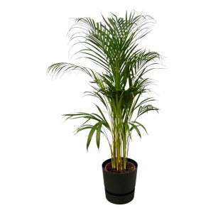 Combi Deal: Areca Palm Kamerplant inclusief elho Greenville Round zwart - Hoogte 110cm - Ø21cm
