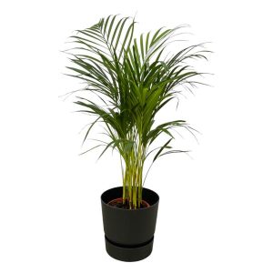 Combi Deal: Areca Palm Kamerplant inclusief elho Greenville Round zwart - Hoogte 85cm - Ø19cm