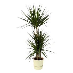 Combi Deal: Dracaena Marginata Kamerplant inclusief elho Greenville Round wit - Hoogte 120cm - Ø21cm