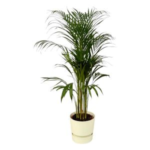 Combi Deal: Areca Palm Kamerplant inclusief elho Greenville Round wit - Hoogte 110cm - Ø21cm