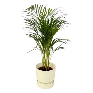 Combi Deal: Areca Palm Kamerplant inclusief elho Greenville Round wit - Hoogte 85cm - Ø19cm
