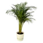 Combi Deal: Areca Palm Kamerplant inclusief elho Greenville Round wit - Hoogte 130cm - Ø24cm