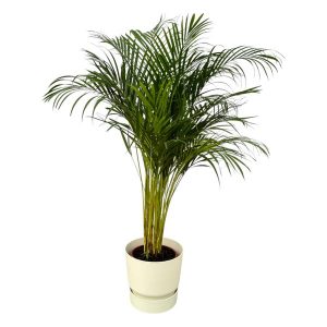 Combi Deal: Areca Palm Kamerplant inclusief elho Greenville Round wit - Hoogte 130cm - Ø24cm