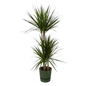 Combi Deal: Dracaena Marginata Kamerplant inclusief elho Greenville Round groen - Hoogte 120cm - Ø21cm