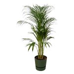 Combi Deal: Areca Palm Kamerplant inclusief elho Greenville Round groen - Hoogte 110cm - Ø21cm