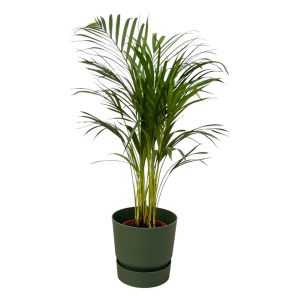 Combi Deal: Areca Palm Kamerplant inclusief elho Greenville Round groen - Hoogte 85cm - Ø19cm
