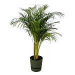 Combi Deal: Areca Palm Kamerplant inclusief elho Greenville Round groen - Hoogte 130cm - Ø24cm