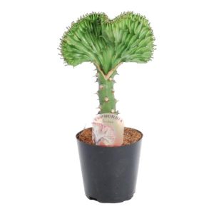Euphorbia lactea Cristata groen Kamerplant - Hoogte 35cm - Ø12cm