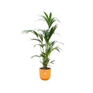 Combi Deal: Kentia Palm Kamerplant inclusief elho Jazz Round geel - Hoogte 160cm - Ø26cm