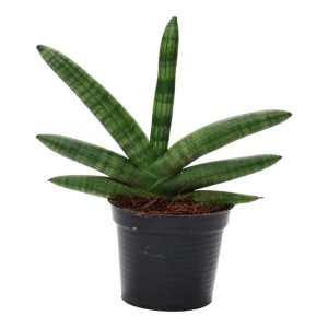 Sansevieria Skyline Kamerplant - Hoogte 25cm - Ø10.5cm