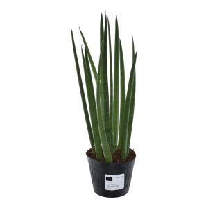 Sansevieria cylindrica 'Bacularis' / Mikado Kamerplant - Hoogte 38cm - Ø10.5cm