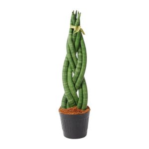 Sansevieria cylindrica 'Twist' Kamerplant - Hoogte 40cm - Ø10.5cm