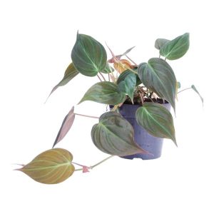 Philodendron scandens 'Micans' Kamerplant - Hoogte 25cm - Ø12cm