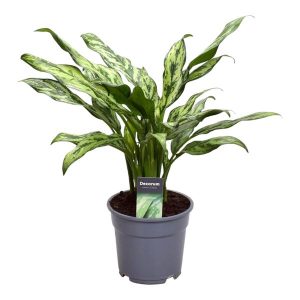 Aglaonema Juliette Kamerplant - Hoogte 40cm - Ø12cm