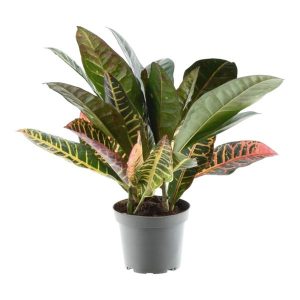 Codiaeum variegatum 'Petra' Kamerplant - Hoogte 30cm - Ø12cm
