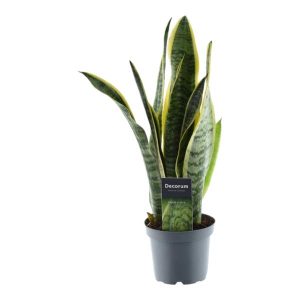 Sansevieria Laurentii Kamerplant - Hoogte 45cm - Ø12cm