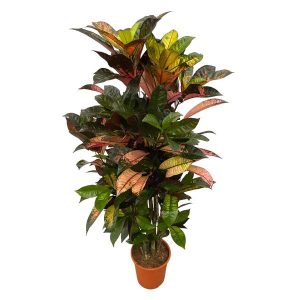 Codiaeum (Croton) Iceton Kamerplant vertakt - Hoogte 120cm - Ø24cm