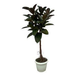 Ficus Elastica Robusta Kamerplant stam - Hoogte 140cm - Ø27cm