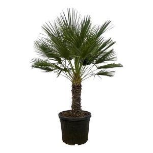 Chamaerops Humilis Buitenplant op stam - Hoogte 150cm - Ø45cm
