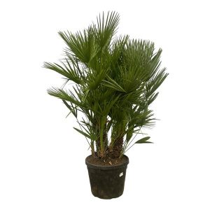 Chamaerops Humilis Buitenplant multi stam - Hoogte 160-180cm - Ø45cm