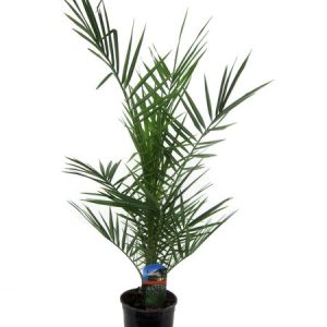 Phoenix Canariensis Buitenplant - Hoogte 80cm - Ø14cm