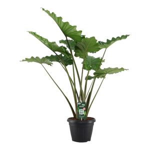 Alocasia Portodora Kamerplant - Hoogte 140cm - Ø34cm