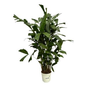 Caryota Mitis Kamerplant - Hoogte 130cm - Ø19cm
