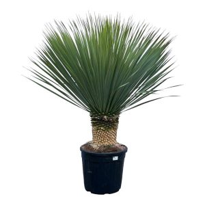 Yucca Rostrata Buitenplant - Hoogte 140cm - Ø45cm