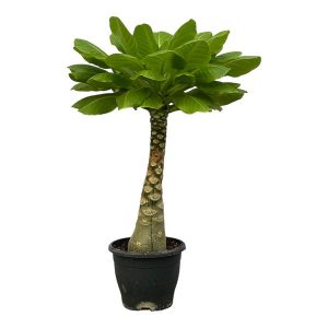 Birghamia Insignis Kamerplant - Hoogte 25cm - Ø12cm