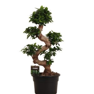 Ficus Microcarpa Ginseng Bonsai Kamerplant - Hoogte 80cm - Ø27cm