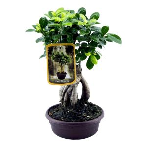 Ficus Microcarpa Ginseng Bonsai Kamerplant - Hoogte 30cm - Ø17cm