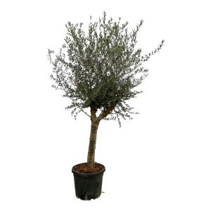 Olea Lorc Buitenplant - Hoogte 200cm - Ø45cm