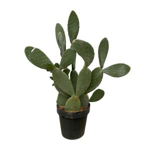 Cactus Opuntia Buitenplant - Hoogte 120cm - Ø38cm