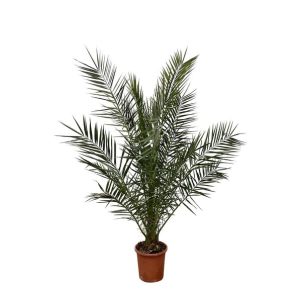 Phoenix Canariensis Buitenplant - Hoogte 180cm - Ø23cm