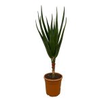 Aloë Barberae Kamerplant - Hoogte 160cm - Ø30cm