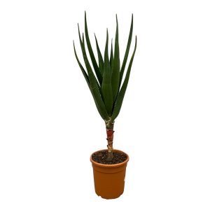 Aloë Barberae Kamerplant - Hoogte 160cm - Ø30cm