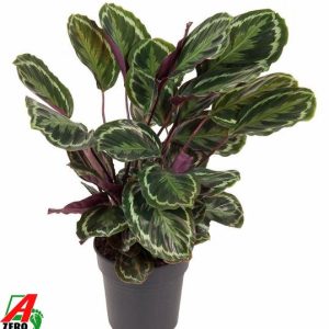 Calathea Medallion Kamerplant - Hoogte 80cm - Ø24cm