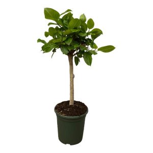 Ficus Altissimo variegata Kamerplant - Hoogte 100cm - Ø24cm