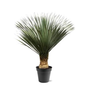 Yucca Rostrata Buitenplant - Hoogte 130-150cm - Ø50cm
