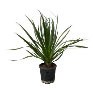 Dracaena Draco Kamerplant - Hoogte 100cm - Ø24cm