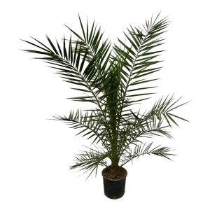 Phoenix Canariensis Buitenplant - Hoogte 160cm - Ø22cm