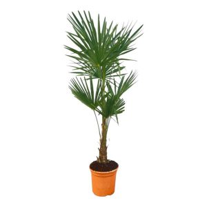 Trachycarpus Fortuneii Buitenplant - Hoogte 120-160cm - Ø27cm