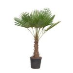 Trachycarpus Fortuneii Buitenplant - Hoogte 180-200cm - Ø40cm