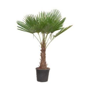 Trachycarpus Fortuneii Buitenplant - Hoogte 180-200cm - Ø40cm