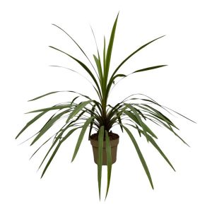 Cordyline Peko Kamerplant - Hoogte 90cm - Ø24cm