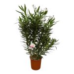 Nerium Oleander Buitenplant struik met witte bloem - Hoogte 160cm - Ø32cm