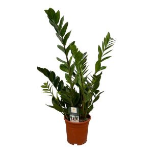 Zamioculcas Kamerplant - Hoogte 75cm - Ø17cm