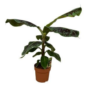 Musa Kamerplant - Hoogte 80cm - Ø19-21cm