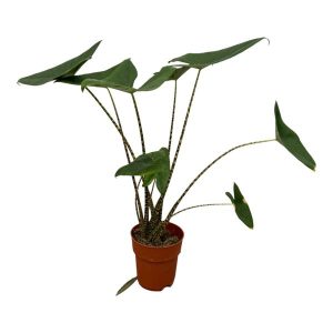 Alocasia Zebrina Kamerplant - Hoogte 80cm - Ø21cm